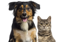 Товары для животных