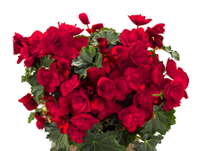 Флористика